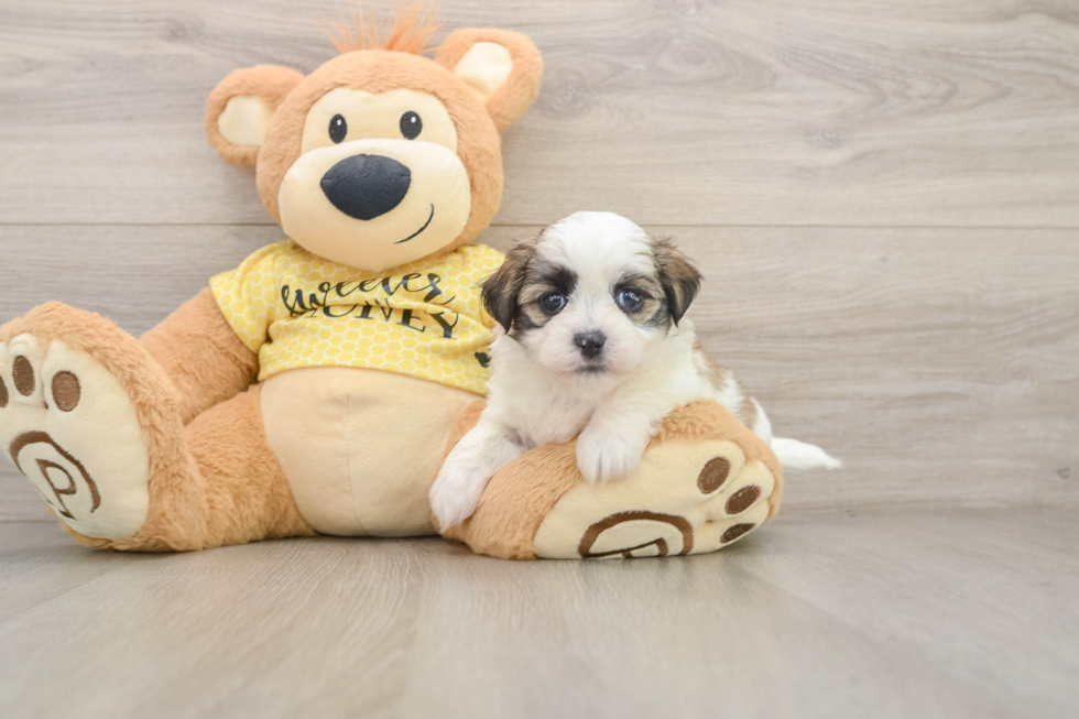 Teddy Bear Puppy for Adoption