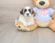 9 week old Teddy Bear Puppy For Sale - Florida Fur Babies
