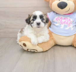 5 week old Teddy Bear Puppy For Sale - Florida Fur Babies