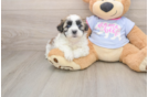 Sweet Teddy Bear Baby