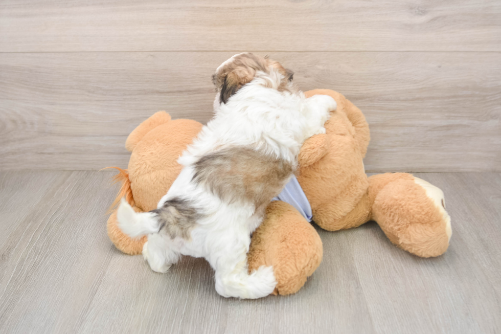 Teddy Bear Puppy for Adoption