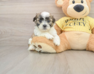 8 week old Teddy Bear Puppy For Sale - Florida Fur Babies
