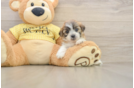 Teddy Bear Pup Being Cute