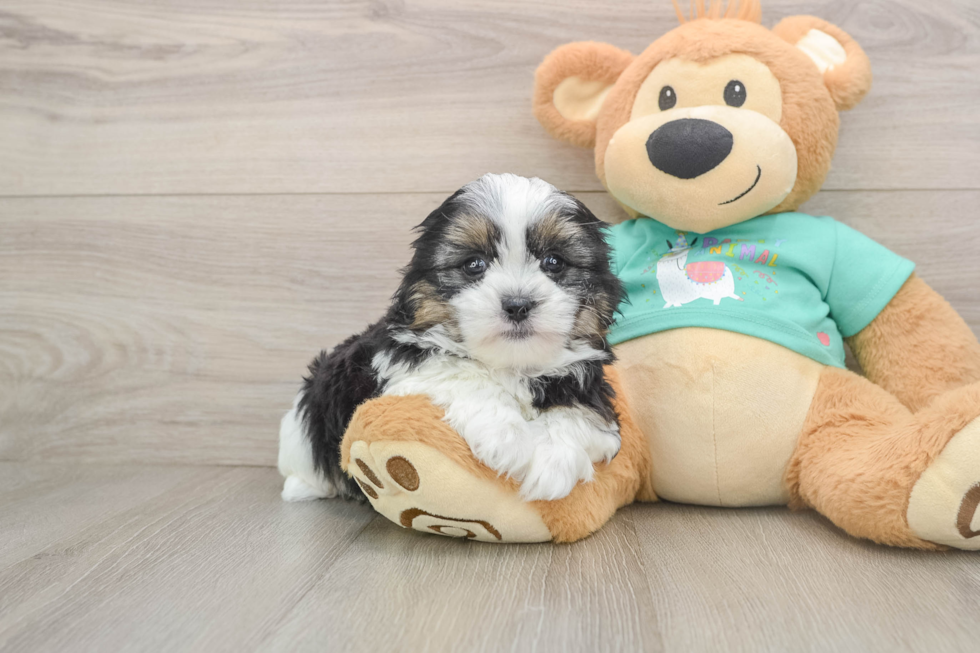 Funny Teddy Bear Designer Pup