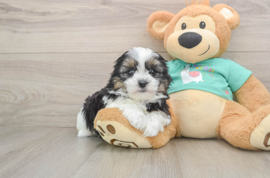 Funny Teddy Bear Designer Pup