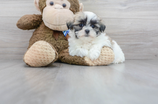 Teddy Bear Pup Being Cute