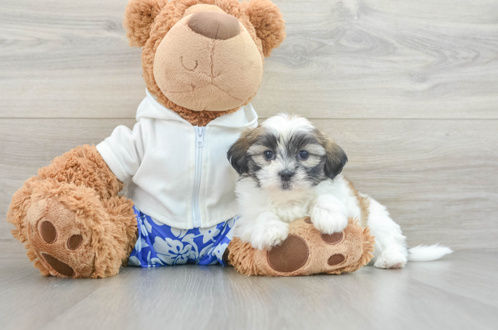 7 week old Teddy Bear Puppy For Sale - Florida Fur Babies