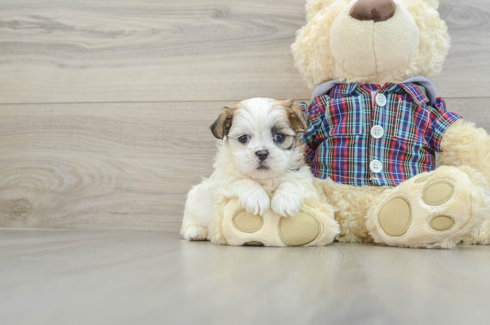 6 week old Teddy Bear Puppy For Sale - Florida Fur Babies