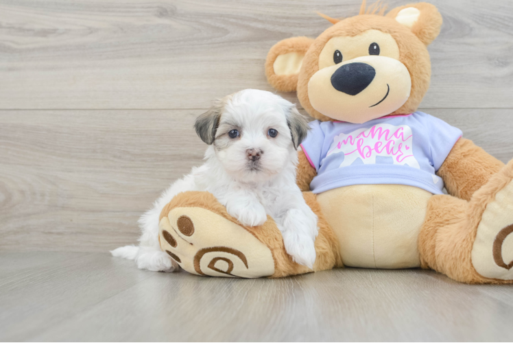 Friendly Teddy Bear Baby