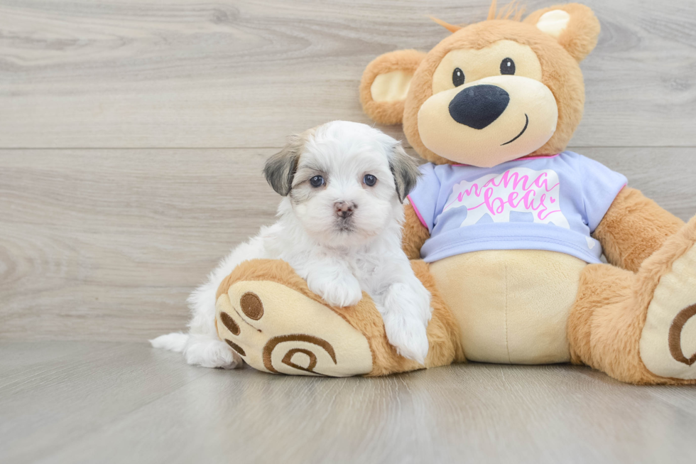 Friendly Teddy Bear Baby