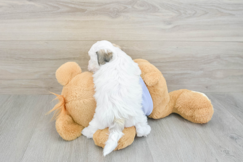 Little Shi Chon Designer Puppy