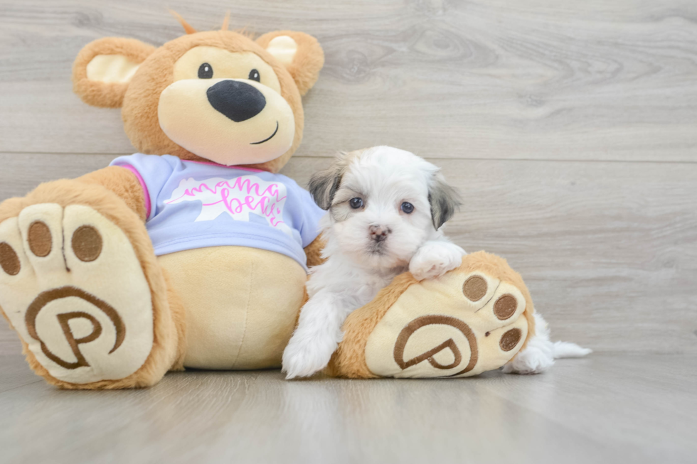 Teddy Bear Puppy for Adoption