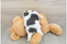 Teddy Bear Puppy for Adoption