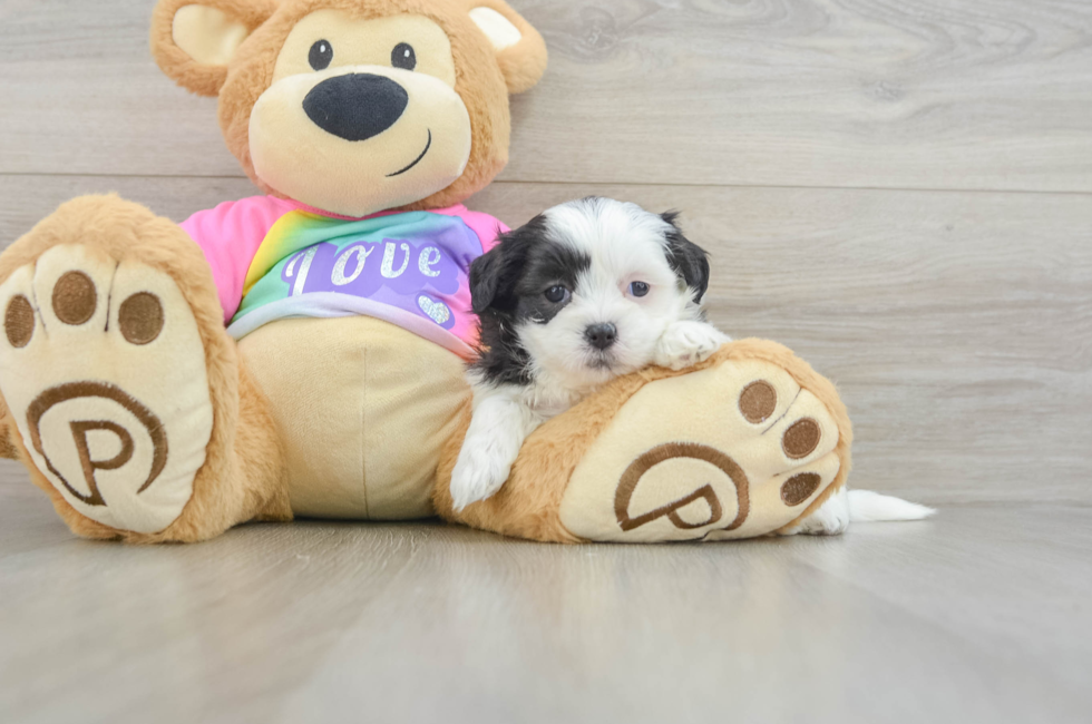 5 week old Teddy Bear Puppy For Sale - Florida Fur Babies