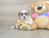 7 week old Teddy Bear Puppy For Sale - Florida Fur Babies