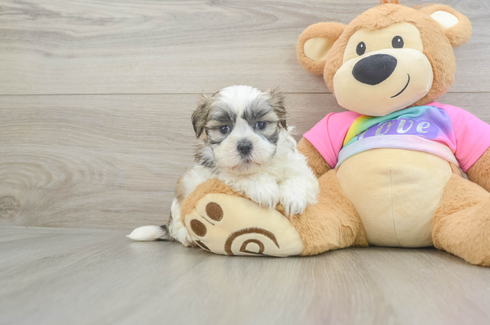 5 week old Teddy Bear Puppy For Sale - Florida Fur Babies