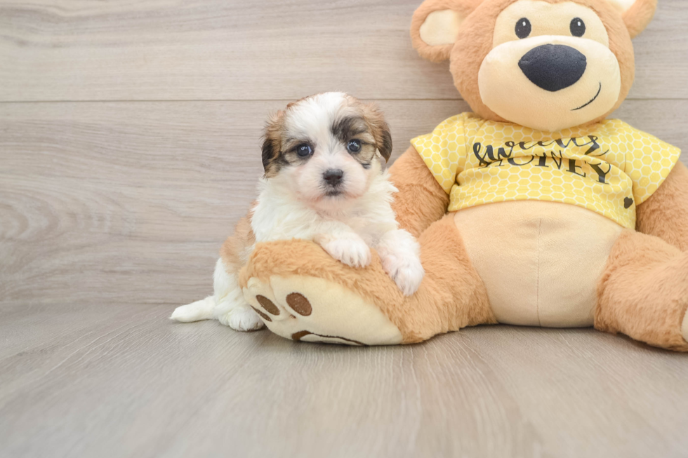 Cute Teddy Bear Baby