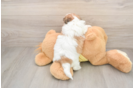 Teddy Bear Pup Being Cute