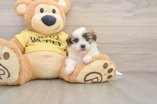 Teddy Bear Puppy for Adoption
