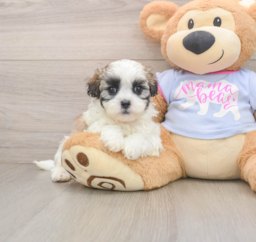 6 week old Teddy Bear Puppy For Sale - Florida Fur Babies