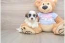 Best Teddy Bear Baby