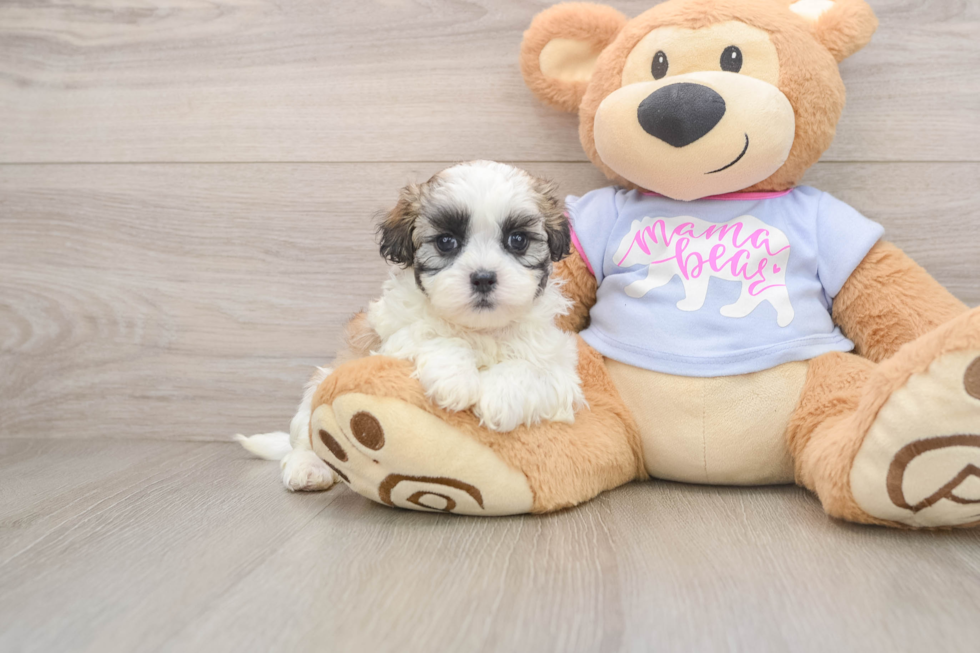 Best Teddy Bear Baby