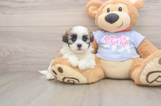 Best Teddy Bear Baby