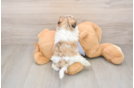 Smart Teddy Bear Designer Pup