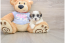 Teddy Bear Puppy for Adoption