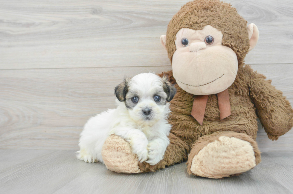 5 week old Teddy Bear Puppy For Sale - Florida Fur Babies