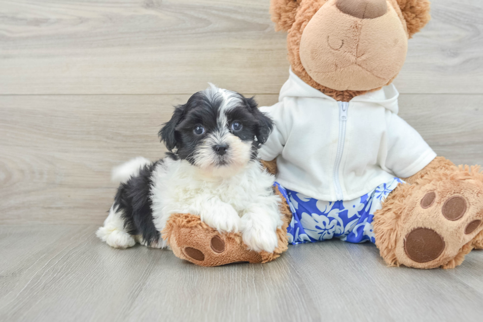 Teddy Bear Pup Being Cute