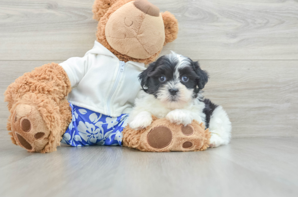 7 week old Teddy Bear Puppy For Sale - Florida Fur Babies