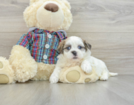 8 week old Teddy Bear Puppy For Sale - Florida Fur Babies