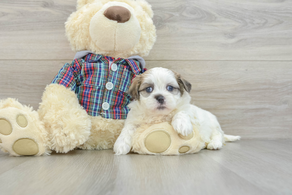 Teddy Bear Puppy for Adoption