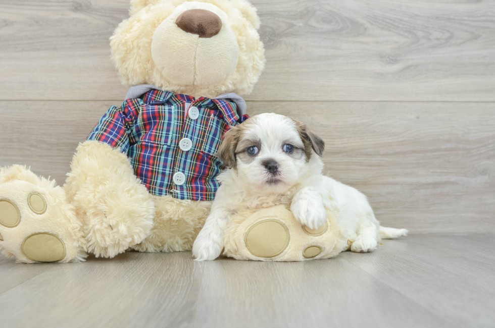 6 week old Teddy Bear Puppy For Sale - Florida Fur Babies