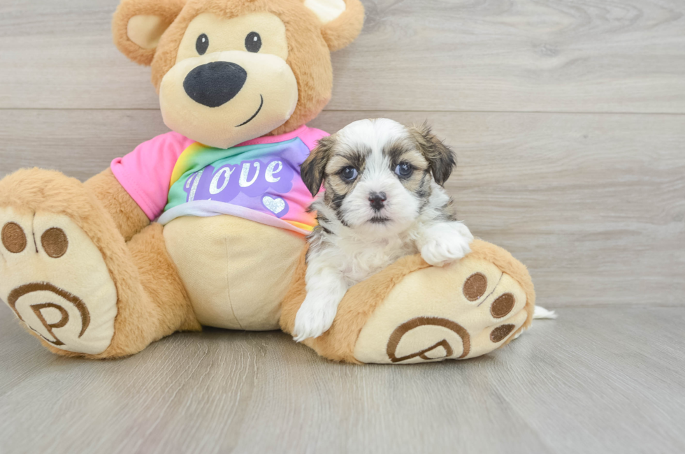 5 week old Teddy Bear Puppy For Sale - Florida Fur Babies