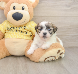 6 week old Teddy Bear Puppy For Sale - Florida Fur Babies