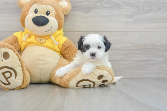 Playful Shichon Designer Puppy