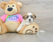 8 week old Teddy Bear Puppy For Sale - Florida Fur Babies
