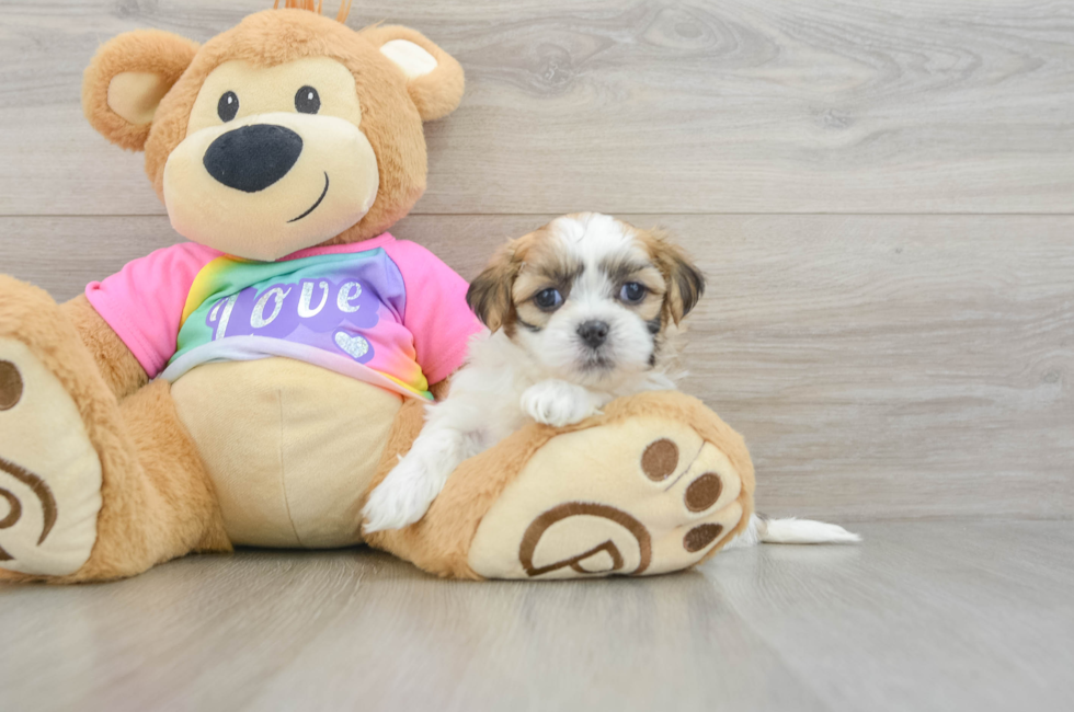 5 week old Teddy Bear Puppy For Sale - Florida Fur Babies