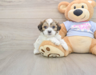 8 week old Teddy Bear Puppy For Sale - Florida Fur Babies