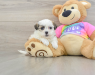 8 week old Teddy Bear Puppy For Sale - Florida Fur Babies