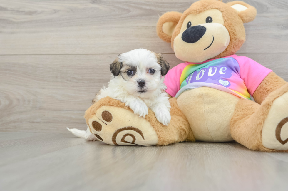5 week old Teddy Bear Puppy For Sale - Florida Fur Babies