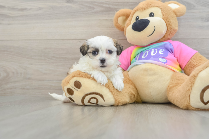 Meet Addison - our Teddy Bear Puppy Photo 1/3 - Florida Fur Babies