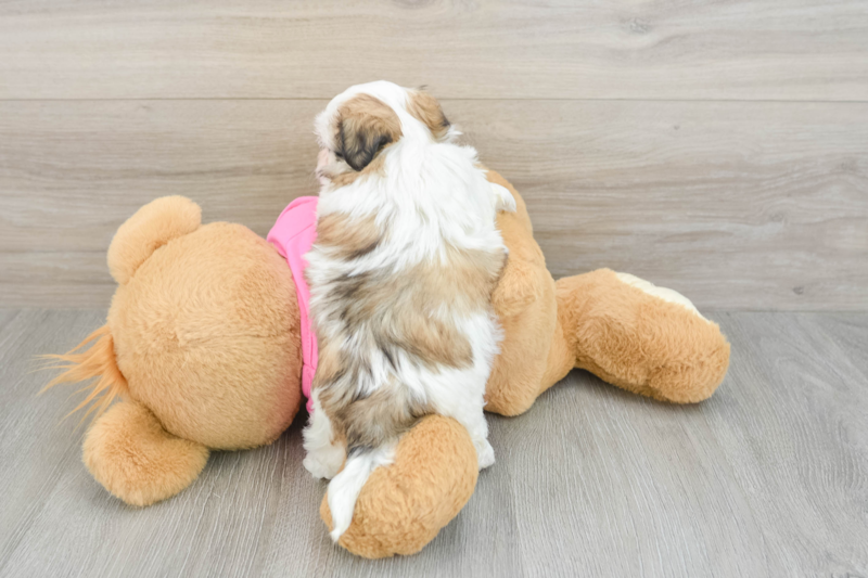 Meet Addison - our Teddy Bear Puppy Photo 2/3 - Florida Fur Babies