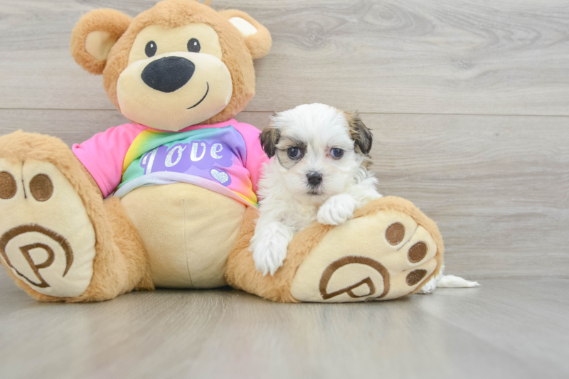 Meet Addison - our Teddy Bear Puppy Photo 3/3 - Florida Fur Babies