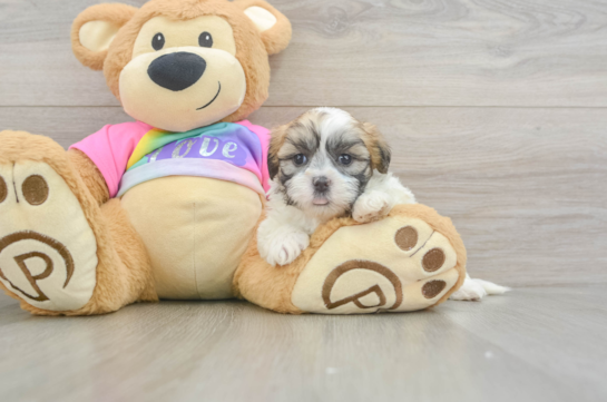 Teddy Bear Pup Being Cute