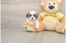 Teddy Bear Puppy for Adoption