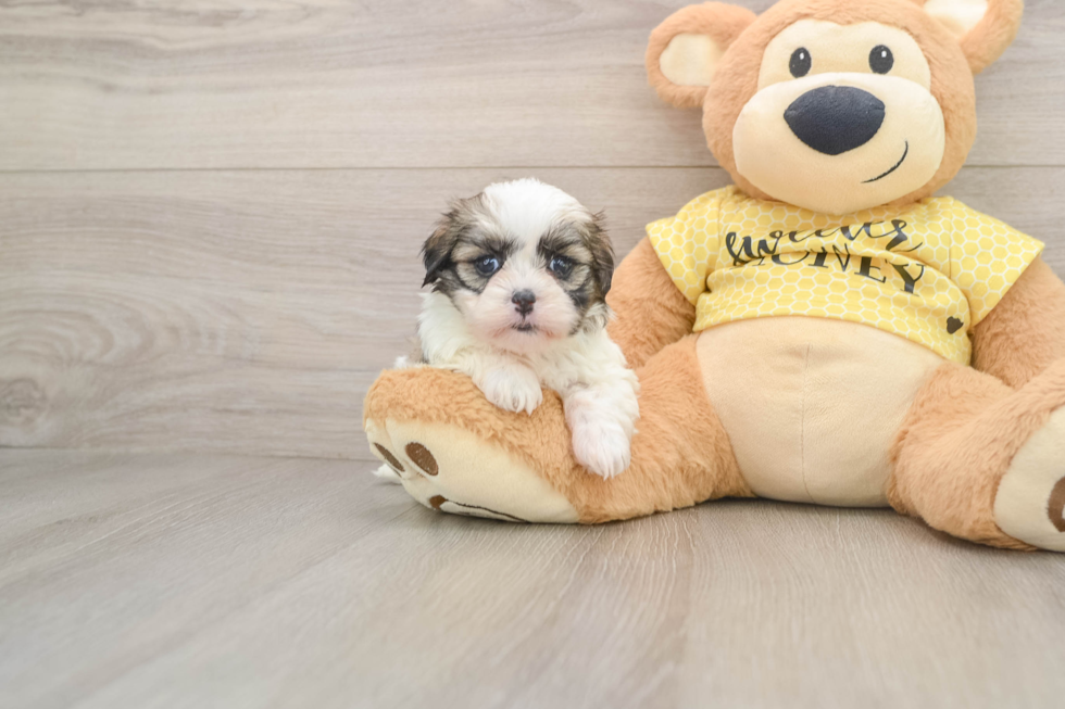 Teddy Bear Puppy for Adoption