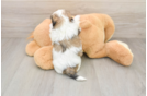 Adorable Shitzu Designer Puppy